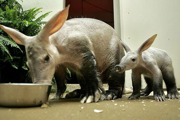 Arnie Aardvark with his mom